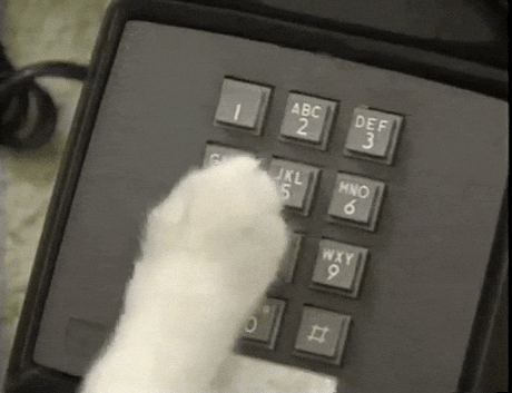 calling cat